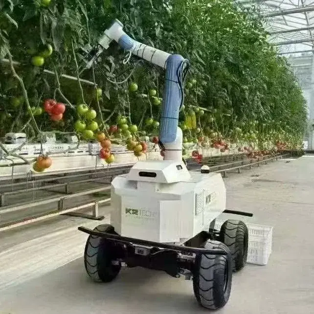 温室番茄采摘机器人在垄间通道采摘成熟番茄